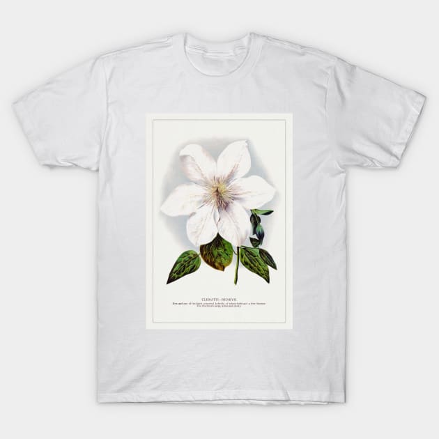 Clematis flower lithograph (1900) T-Shirt by WAITE-SMITH VINTAGE ART